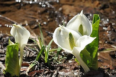 春のアクティビティ